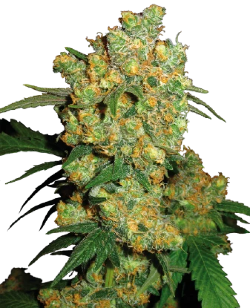 Sensi Big Bud 3+1 Feminisiert